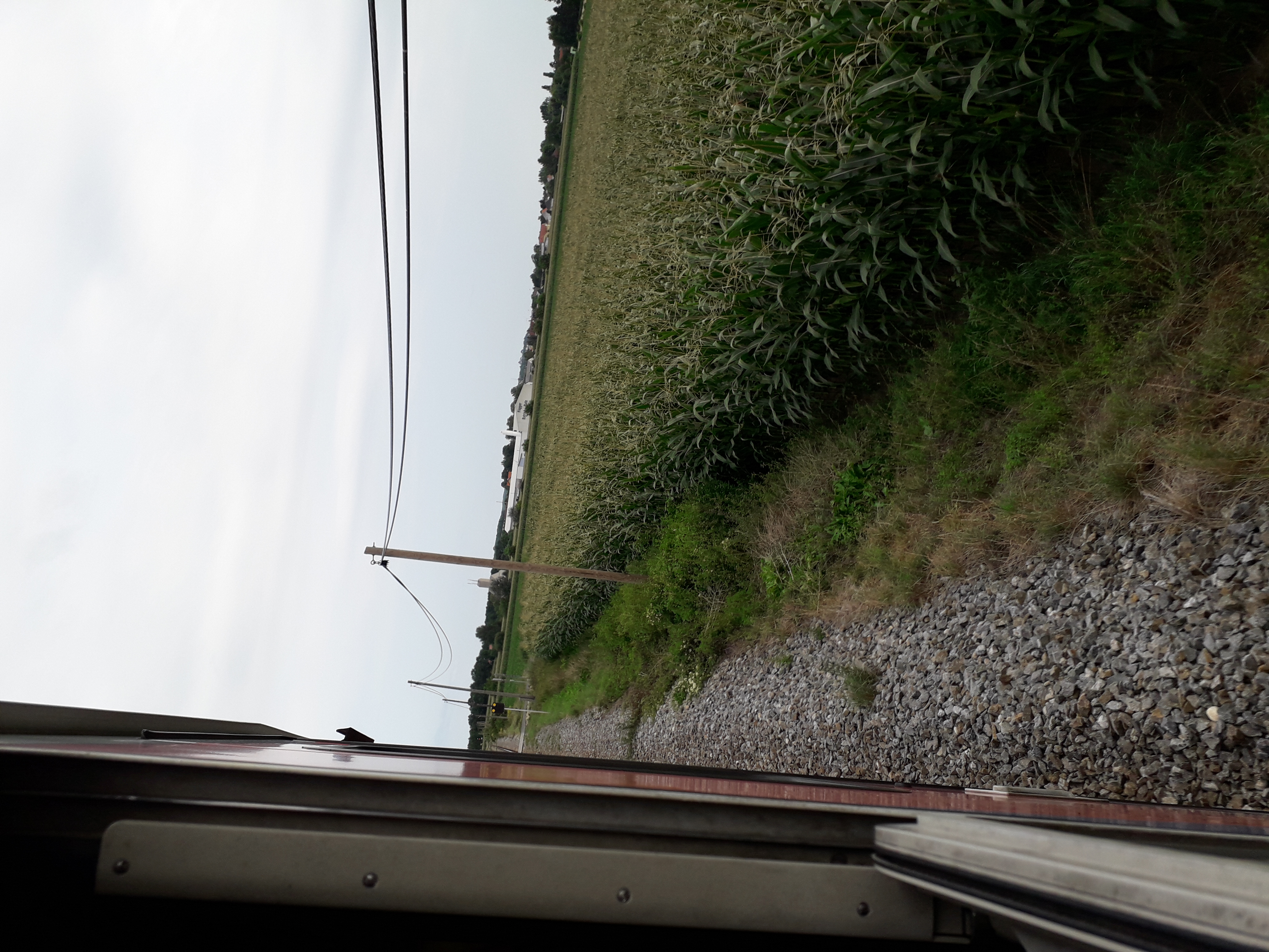 20190812_164051.jpg